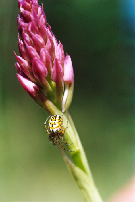 Mangora acalypha